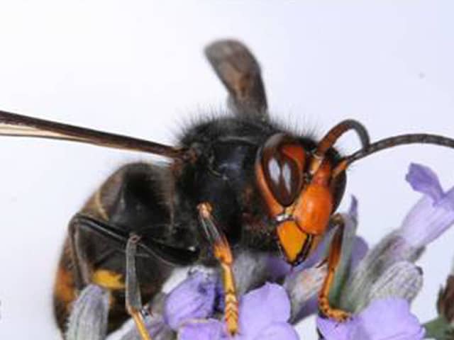 Asian hornets are smaller than native hornets, but deadly to our bees and other pollinators (Photo: Wildlife and Countryside Link/PA Wire)