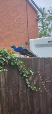 A loud peacock on Lodge Hill Road in Gawthorpe, West Yorks. 