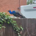 A loud peacock on Lodge Hill Road in Gawthorpe, West Yorks. 