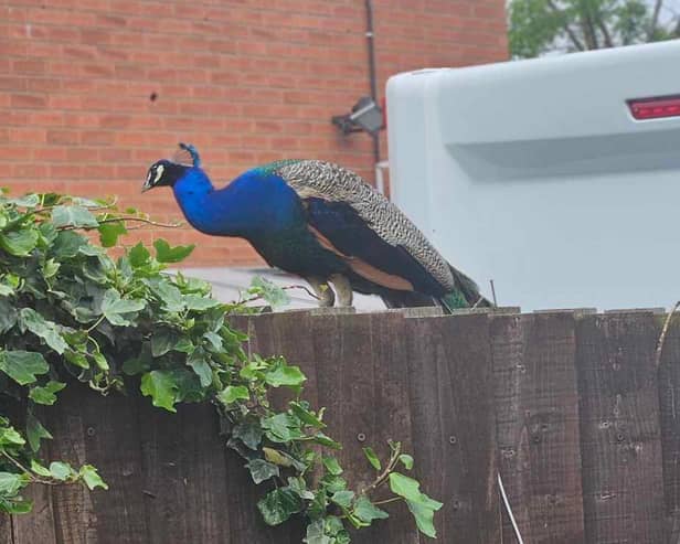 A loud peacock on Lodge Hill Road in Gawthorpe, West Yorks. 