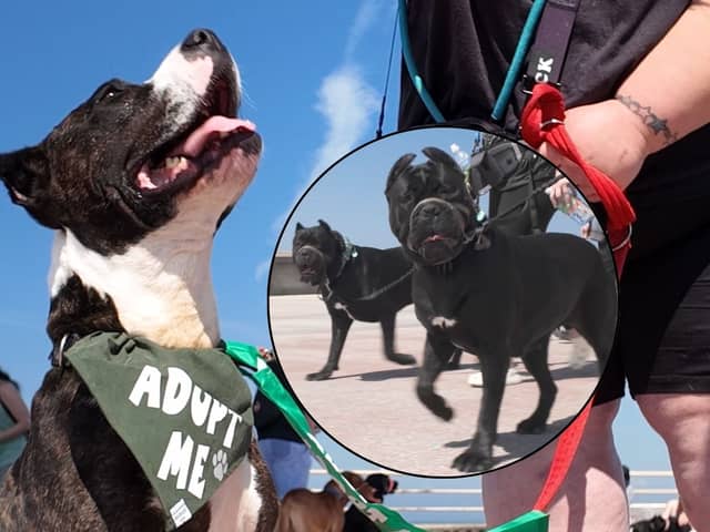A rescue dog who was badly mistreated after she refused to fight has enjoyed a special outing - on a Cane Corso walk!