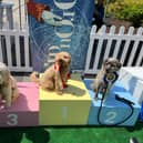 Whiteley has announced the return of its popular doggy day which will be taking place this weekend. The event will offer a range of exciting activities for dogs and their owners to get involved in. 
