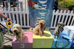 Whiteley has announced the return of its popular doggy day which will be taking place this weekend. The event will offer a range of exciting activities for dogs and their owners to get involved in. 