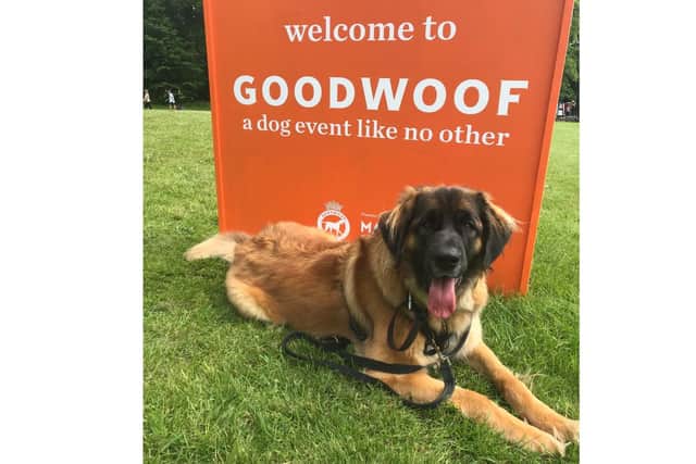 I went to Goodwoof with my gorgeous leonberger, Daisy, and we had a blast. 
Picture: Sophie Lewis 