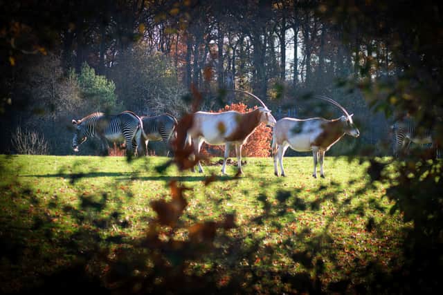 Oryx at Marwell Zoo 

Picture Credit: Photography Volunteer - Paul Webber 