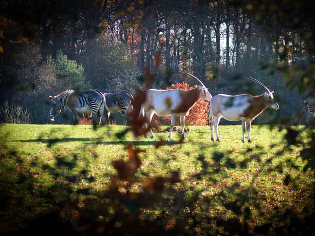 Oryx at Marwell Zoo 

Picture Credit: Photography Volunteer - Paul Webber 