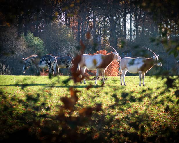 Oryx at Marwell Zoo 

Picture Credit: Photography Volunteer - Paul Webber 