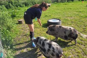 Ada and Isla are both looking for a new home. The sisters have been taken in by RSPCA's Stubbington Ark. 