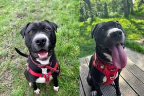 Stella is a prescious one-year-old staffie cross boxer cross sharpei and she is desperately looking for a new loving home. 
