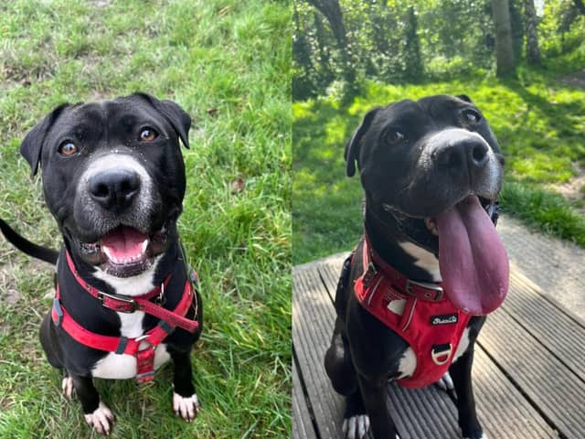 Stella is a prescious one-year-old staffie cross boxer cross sharpei and she is desperately looking for a new loving home. 
