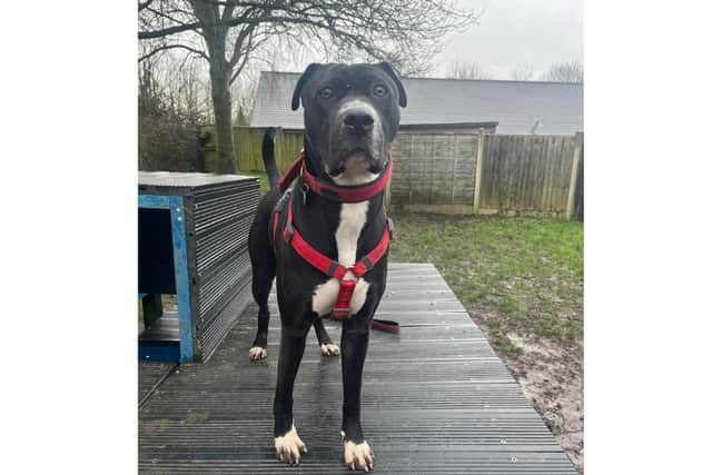 Stella is a prescious one-year-old staffie cross boxer cross sharpei and she is desperately looking for a new loving home. 