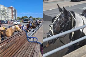 A number of horses have been spotted in Southsea on Saturday, May 25. Photo courtesy of Marilyn Jeffrey