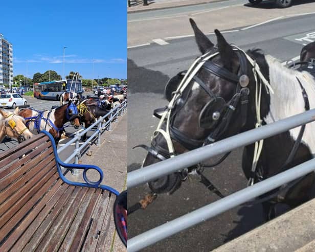 A number of horses have been spotted in Southsea on Saturday, May 25. Photo courtesy of Marilyn Jeffrey