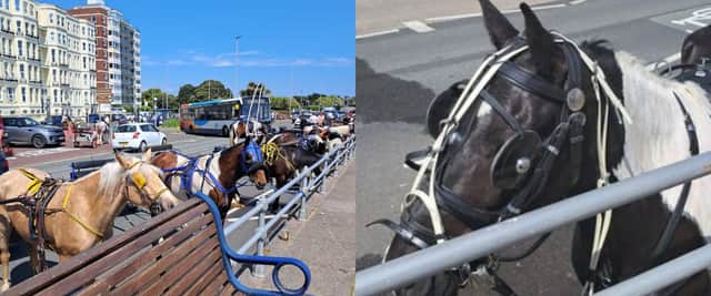 A number of horses have been spotted in Southsea on Saturday, May 25. Photo courtesy of Marilyn Jeffrey