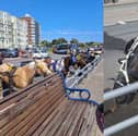 A number of horses have been spotted in Southsea on Saturday, May 25. Photo courtesy of Marilyn Jeffrey