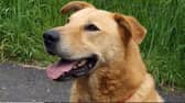 Bear is looking for his forever home after spending 4 years in kennels.