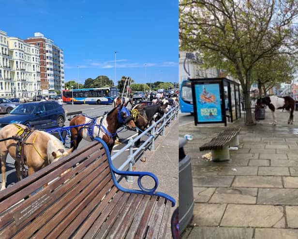 Over 90 pony and traps turned up in Portsmouth on Saturday, May 25 with many people raising concerns regarding animal welfare and anti-social behaviour.