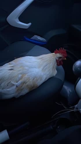 Woman rescues cockerel after it flew through her car window.