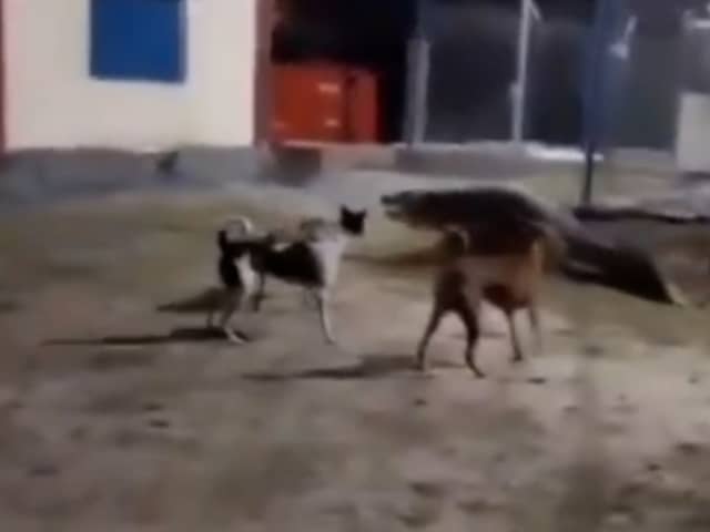 Three dogs chase off 10ft crocodile.