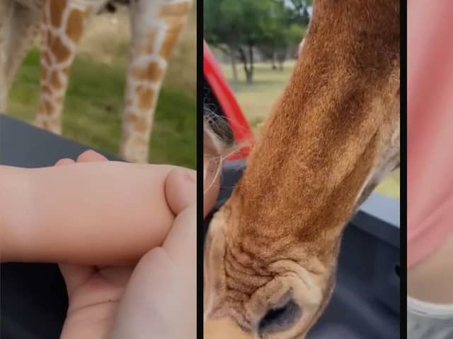 Giraffe hauls toddler, 2, from back of family’s pick up truck.