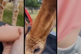 Giraffe hauls toddler, 2, from back of family’s pick up truck.