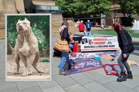 Campaigners against the banning of XL Bullies took to the streets of Sheffield. Inset: File picture of an XL Bully. Photo: AdobeStock / National World