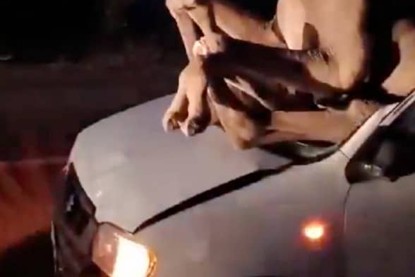 A camel landed through the windshield of a car in a road collision.