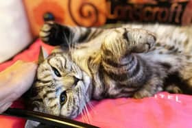 A new luxury cat hotel is set to open in Hampshire next month.