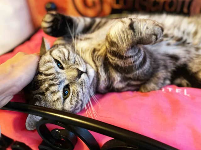 A new luxury cat hotel is set to open in Hampshire next month.