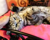 A new luxury cat hotel is set to open in Hampshire next month.