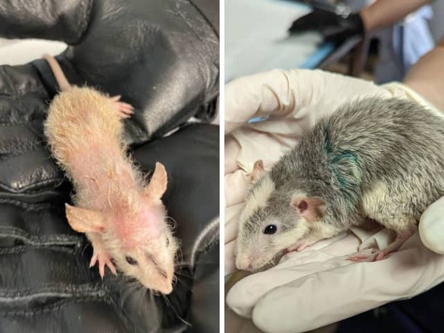 112 pet rats have been rescued by the RSPCA from one ammonia soaked room at Lancashire property with no food or water 