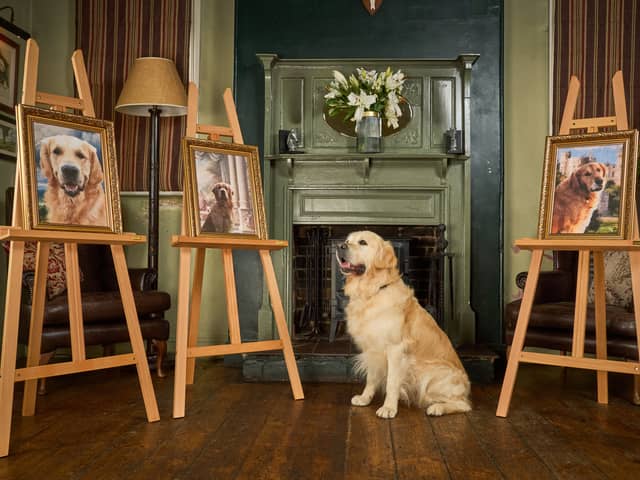 Son of top stud dog, Pierre the Heir, continues guide dog linage