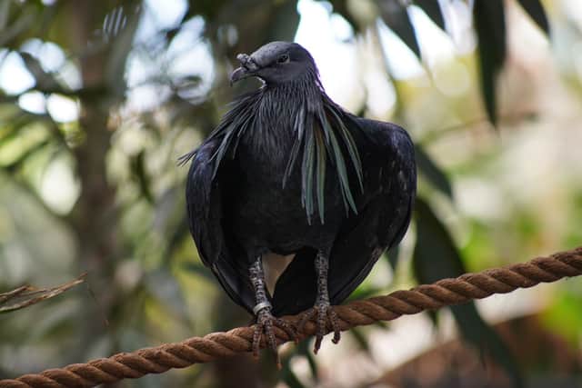 This International Pigeon Day, which is taking place on June 13, Marwell Zoo is celebrating the closest living relative of the now Extinct dodo. 
Pictured: Nicobar pigeons at Marwell Zoo.