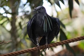 This International Pigeon Day, which is taking place on June 13, Marwell Zoo is celebrating the closest living relative of the now Extinct dodo. 
Pictured: Nicobar pigeons at Marwell Zoo.