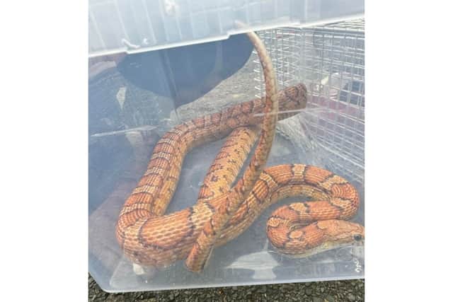 The two-metre long snake was found in a Portsmouth garden.