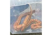 The two-metre long snake was found in a Portsmouth garden.
