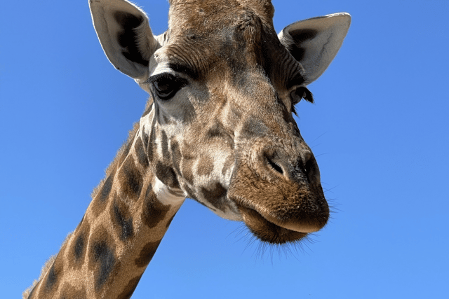 Marwell has said goodbye to its 19-year-old giraffe, Makeda, who sadly died yesterday. 