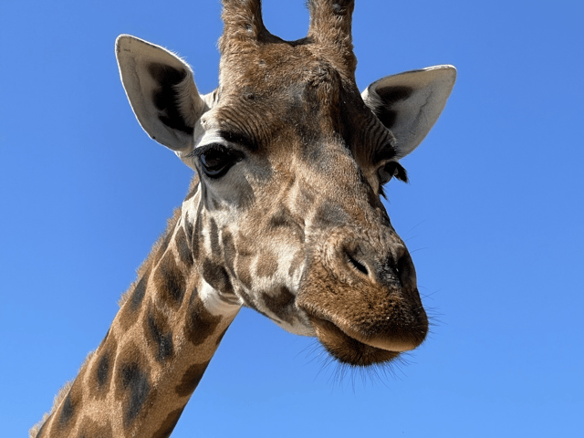 Marwell has said goodbye to its 19-year-old giraffe, Makeda, who sadly died yesterday. 