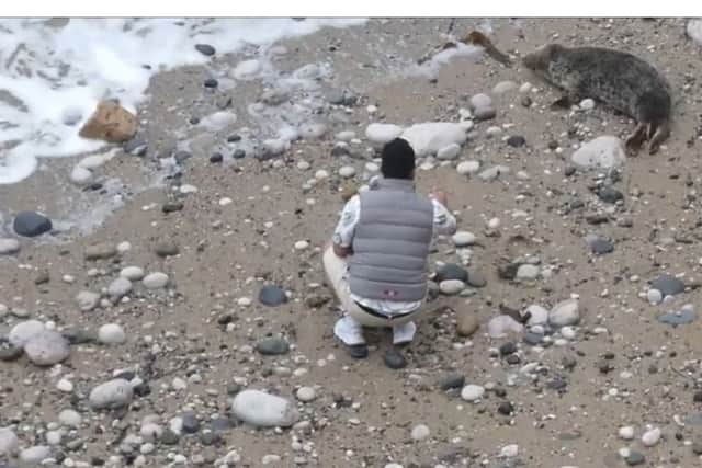 man filmed throwing stones at seal on beach