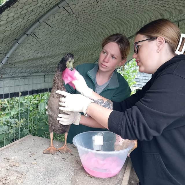 A duck received treatment after Little Acorns Nursery was broken into and vandalised with chickens and ducks being killed.