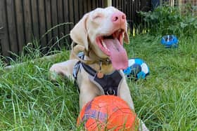 Monty is a one-year-old Doberman who is a fun and affectionate boy. He is currently at the RSPCA Stubbington Ark and is looking for his forever home. 