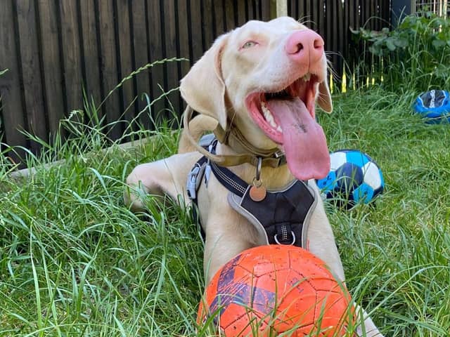 Monty is a one-year-old Doberman who is a fun and affectionate boy. He is currently at the RSPCA Stubbington Ark and is looking for his forever home. 