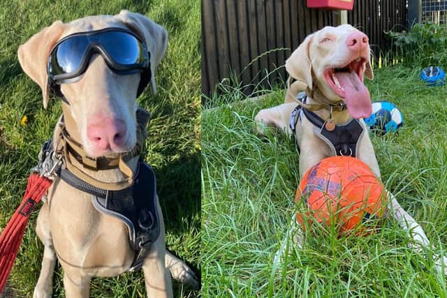 Monty is a one-year-old doberman who is looking for his forever home. 