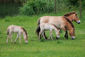 Marwell Zoo has welcomed four new additions to its endangered Przewalski’s horse herd.
Picture: Paul Webber 