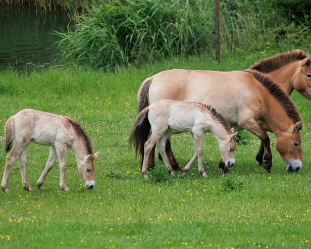 Marwell Zoo has welcomed four new additions to its endangered Przewalski’s horse herd.
Picture: Paul Webber 