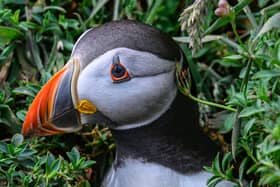 One of the Skomer Island puffins on the colony near Penbrokeshire. Credit: David Lister photography