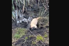 9-month old Bella the golden doodle is ecstatic in her mudbath!