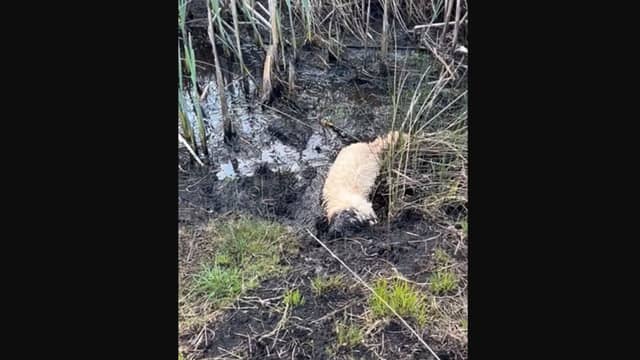 9-month old Bella the golden doodle is ecstatic in her mudbath!