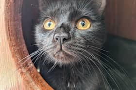 Pixie the cat was rescued after being found in a home with dozens of other cats in Reading. She has been taken in by the RSPCA Hampshire and Surrey branch and is desperately seeking a new loving home. 