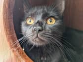 Pixie the cat was rescued after being found in a home with dozens of other cats in Reading. She has been taken in by the RSPCA Hampshire and Surrey branch and is desperately seeking a new loving home. 